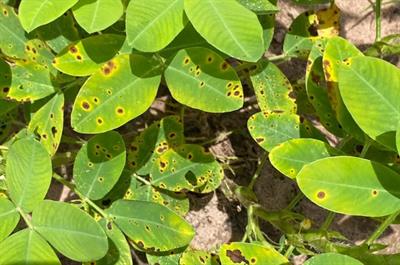 Mapping QTLs for early leaf spot resistance and yield component traits using an interspecific AB-QTL population in peanut